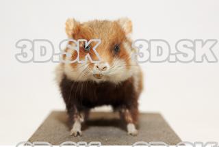 Hamster 0003